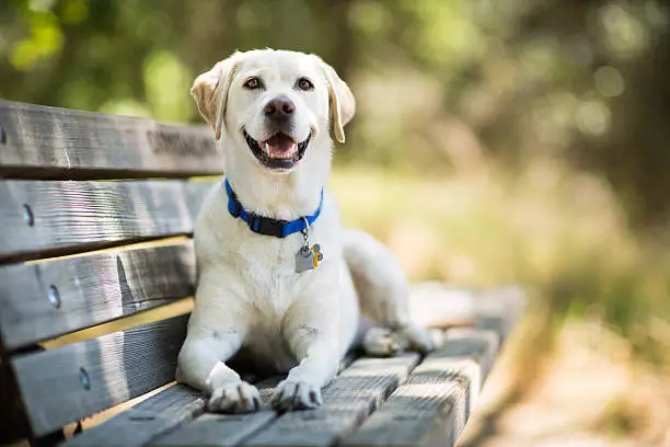 Lab dog